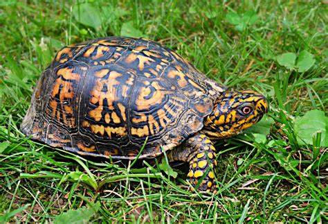 eastern box turtle identification